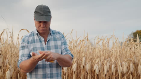 Middle-aged-farmer-studying-corn-cobs-2