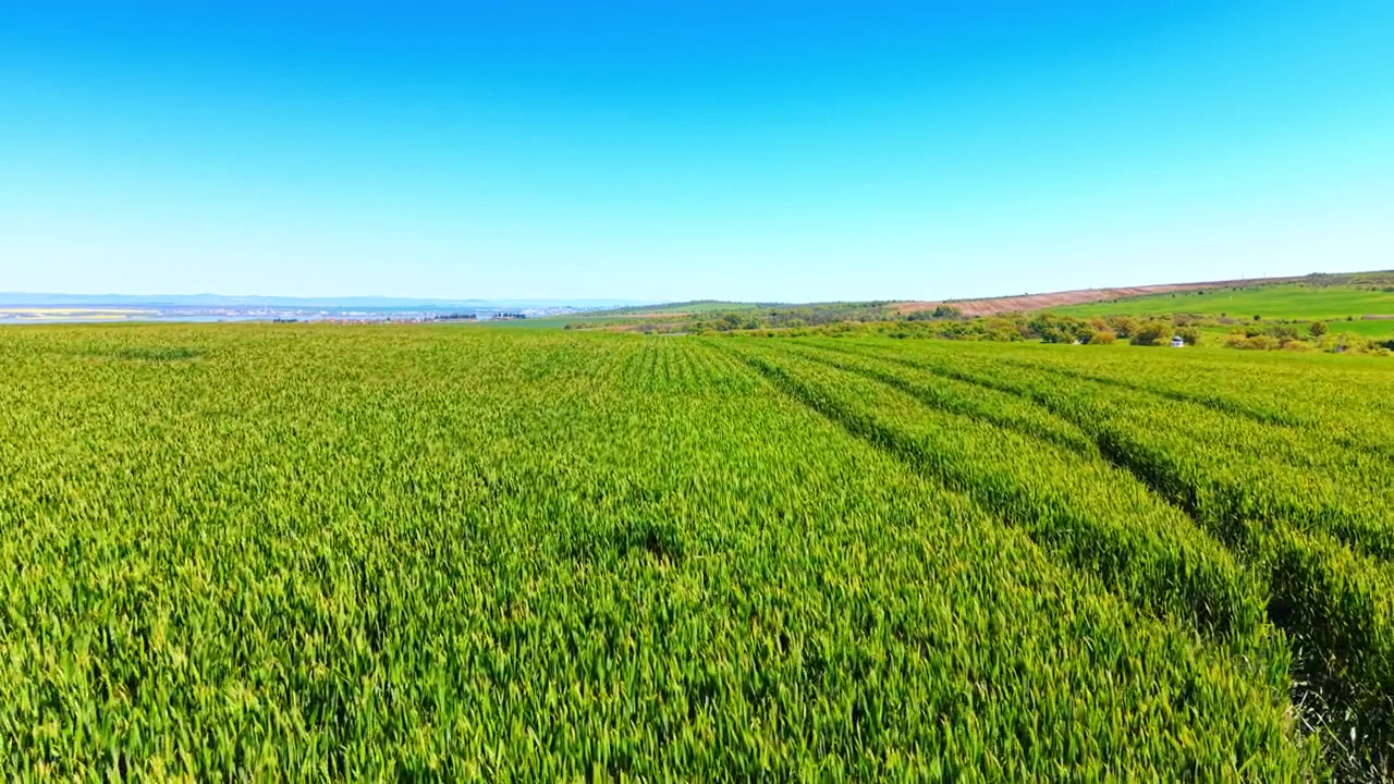 Curved tractor tracks in vibrant young wheat field. Scenic view of lush green cereal crop field with distinct tire tracks leading towards distant cityscape.