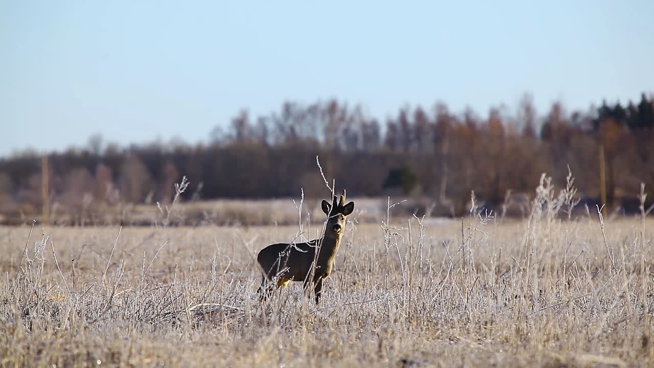 corzo enojado en temporada de apareamiento en campo de hierba seca helada