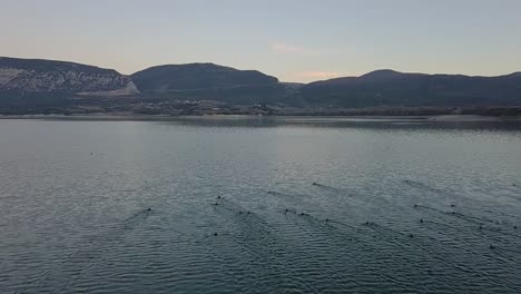 Forward-drone-shot-over-a-lake-following-the-ducks-as-they-fly