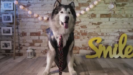 dog with tie and vest. cute husky in costume. alaska malamute elegant and obedient