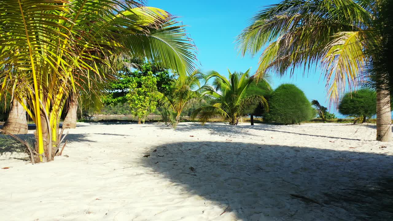 나무 와  모래 가 있는 열대 해변