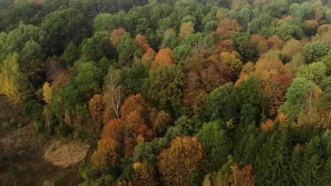 Aerial-view-of-Colorful-Autumn-Forest,-beautiful-footage-of-Autumn-season,-Drone-footage-of-Autumn-trees,-Colorful-Autumn
