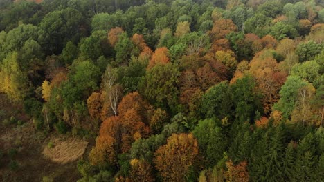 aerial view of colorful autumn forest, beautiful footage of autumn season, drone footage of autumn trees, colorful autumn