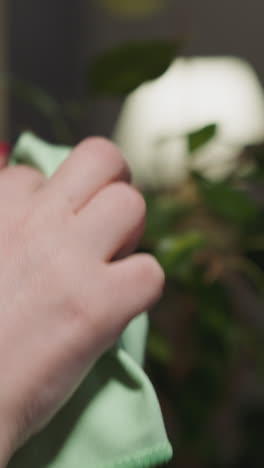 woman uses soft fabric to wipe wet ficus leaves in living room closeup. gentle cleaning of tropical plant crown. hobby for mind calmness and resting