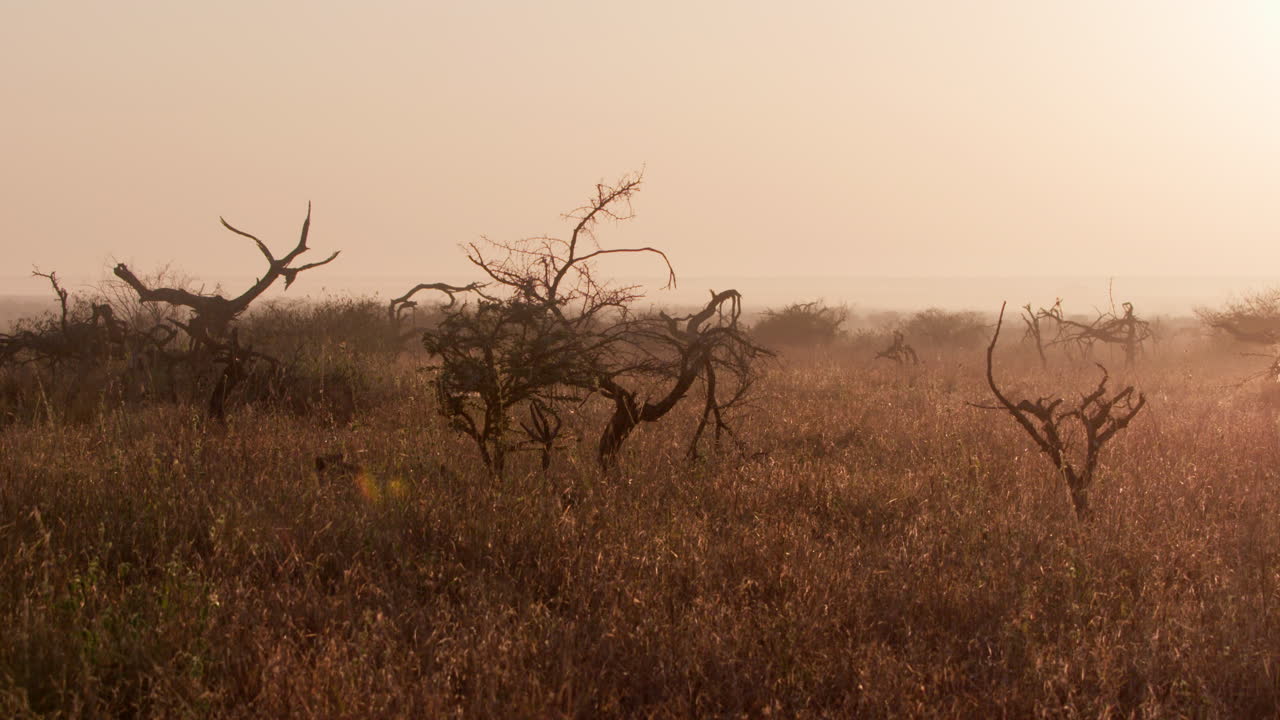 Extreme wide pan shot of a cheetah walking past Whistling Thorns