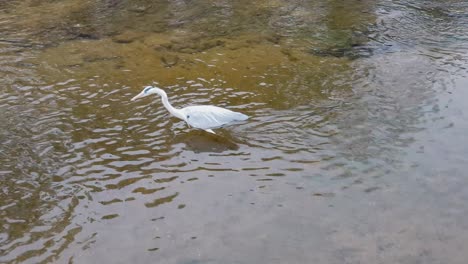 Pájaro-Garza-Caminando-Y-Atrapando-Peces-Pequeños-En-El-Estanque