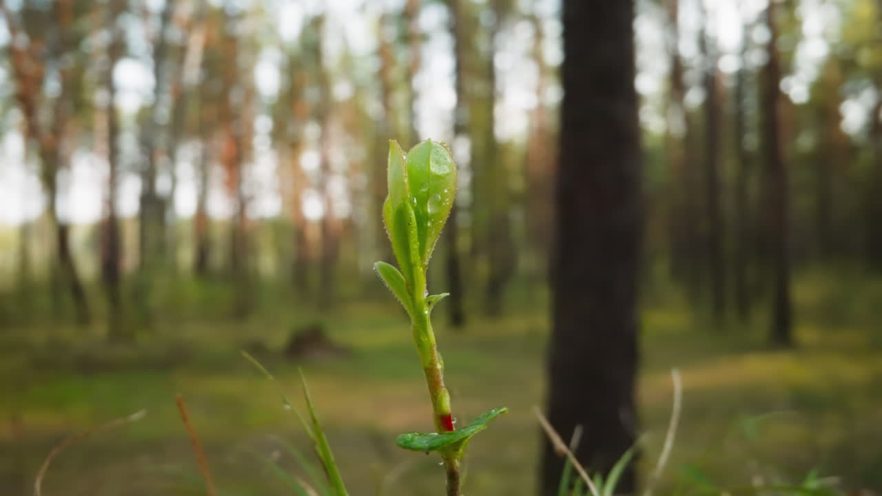 Drops of morning dew cover small tree on clearing in forest