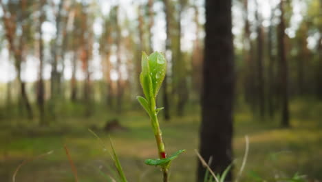 Drops-of-morning-dew-cover-small-tree-on-clearing-in-forest