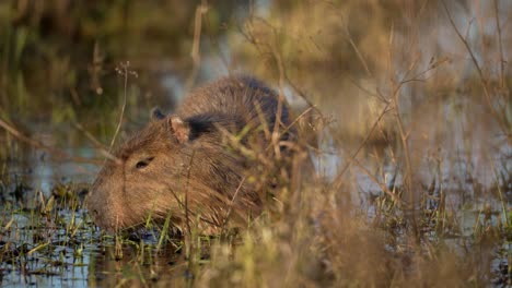 closeup of capybara feeding on the wetland