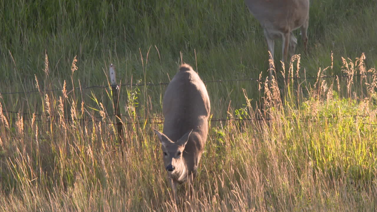 Deer in a grassy field