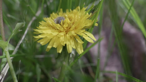 diente de león amarillo con un insecto floral en la primavera