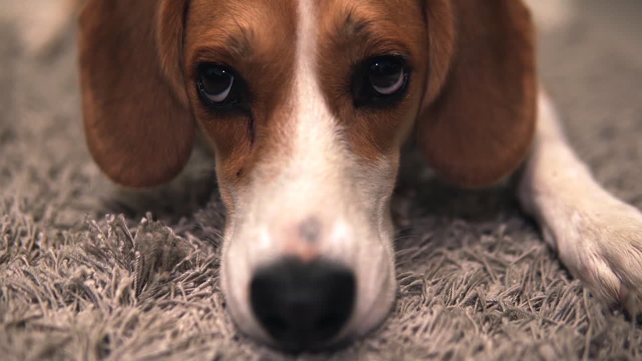 beagle con los ojos en blanco y moviendo las cejas y las orejas de cerca