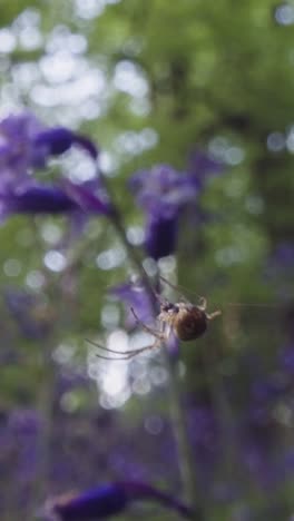 Vertikales-Video,-Nahaufnahme,-Spinnennetz,-Wald,-Glockenblumen,-Die-Britische-Landschaft-Wachsen