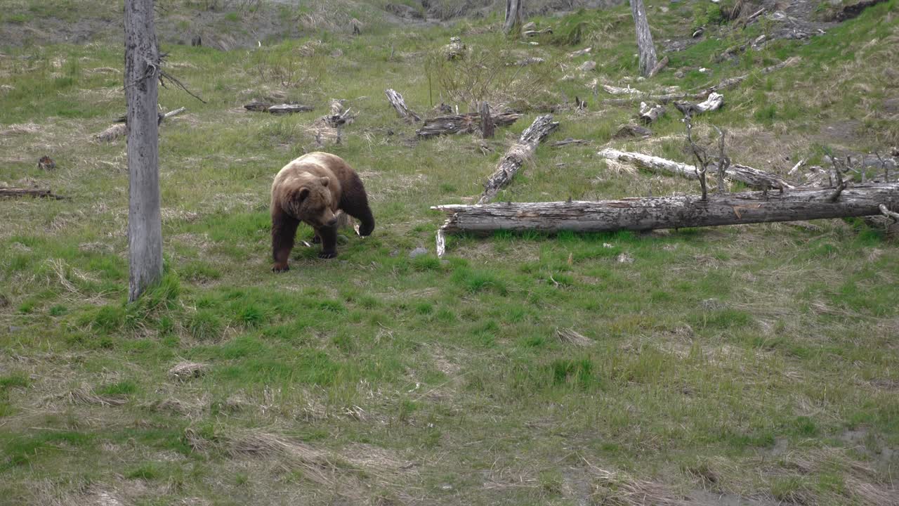 oso grizzly deambulando por un claro del bosque en columbia británica y alaska