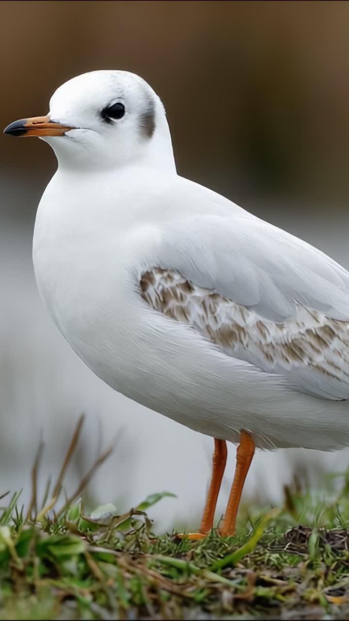 Primo piano di un elegante uccello bianco che si erge con grazia su un prato verde, mostrando le sue caratteristiche uniche e le sorprendenti zampe arancioni su uno sfondo naturale.