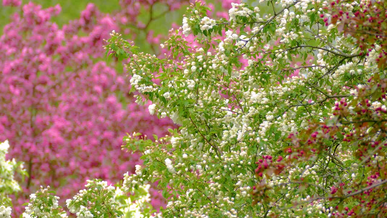A tiny bird hops between the branches of colorful blooming bushes. Pink and white flowers in Canadian nature