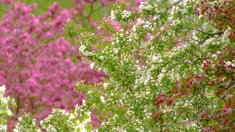 a tiny bird hops between the branches of colorful blooming bushes. pink and white flowers in canadian nature