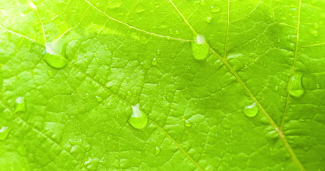 water drops on leaf surface 16