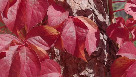 hojas de otoño rojas vibrantes en un tronco de árbol