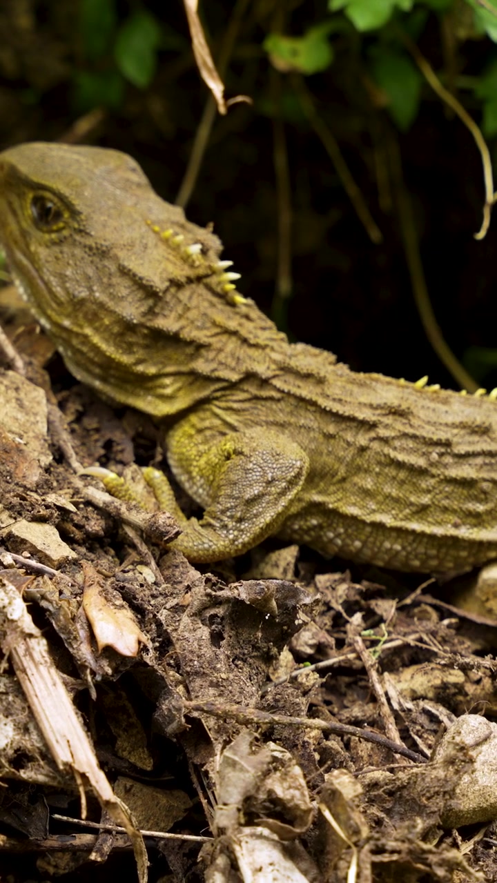 Primo piano verticale di un tuatara che riposa sul suolo della foresta in Nuova Zelanda, mostrando la pelle ruvida e le caratteristiche di rettile preistorico nel suo habitat boschivo nativo.