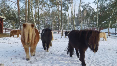 Süße-Shetlandponys,-Die-Im-Schnee-Durch-Den-Wald-In-Richtung-Der-Kamera-Laufen