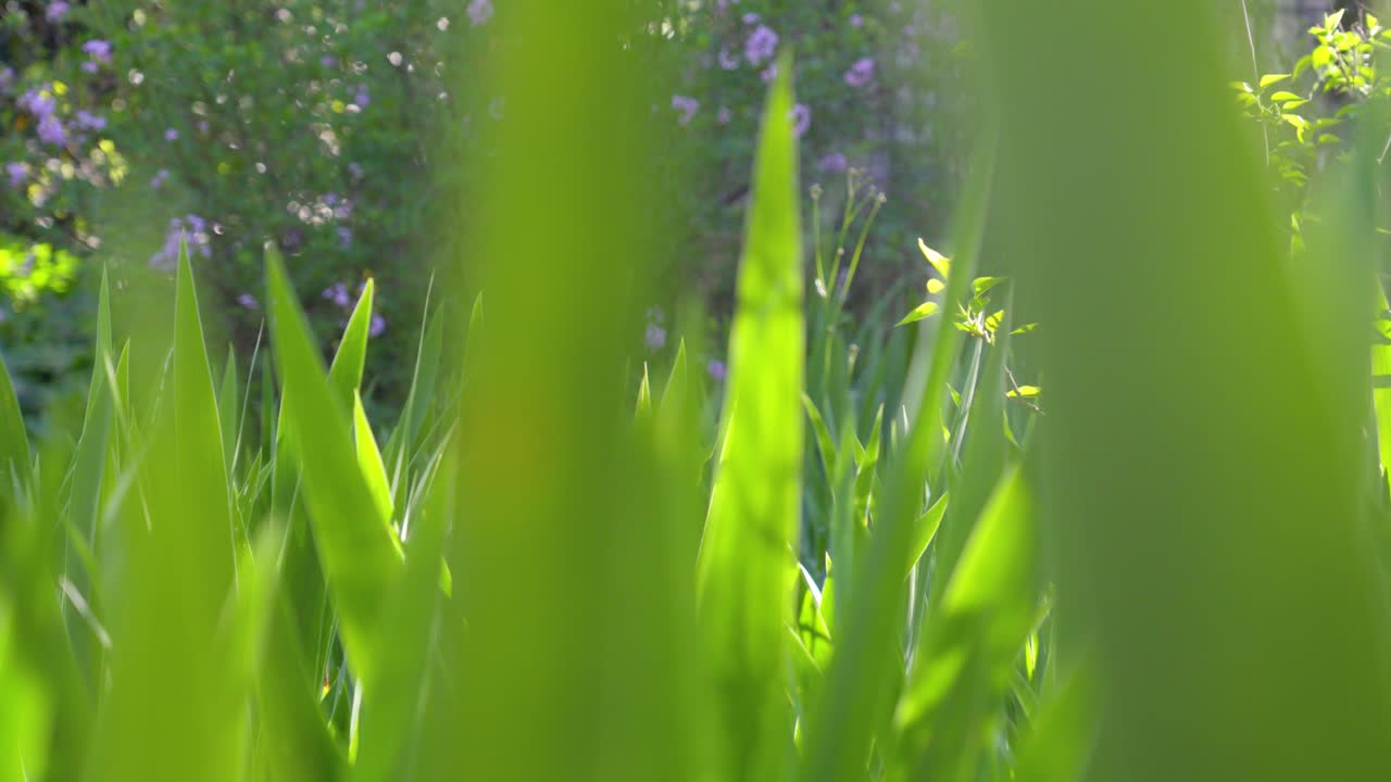 정원에서 보라색 꽃과 함께 활기찬 초록색 잔디의 천천히 꺼내는