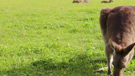 A kangaroo is seen calmly grazing on fresh grass in a vibrant green field under the sun.