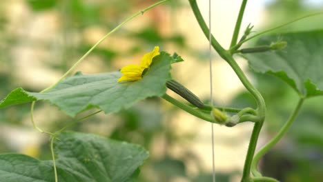 Primer-Plano-De-Una-Planta-De-Pepino-Con-Flores-Amarillas-Vibrantes-Y-Hojas-Verdes-En-Un-Jardín