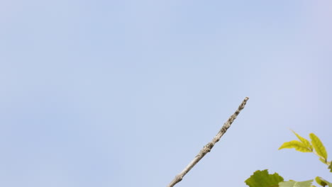 green heron flies away from narrow tree branch on clear day, close-up