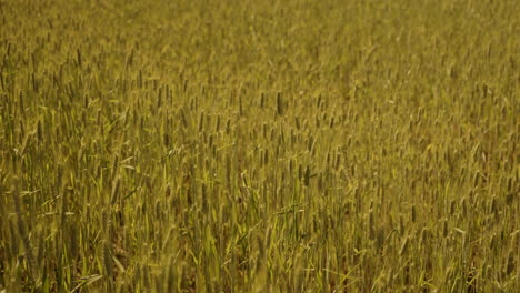 wheat field