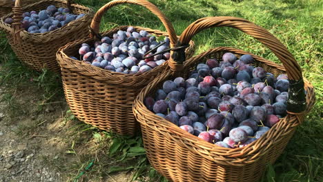 fresh picked purple plums in brown woven basket sitting on green grass