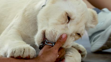 lion cub gently plays with human hand