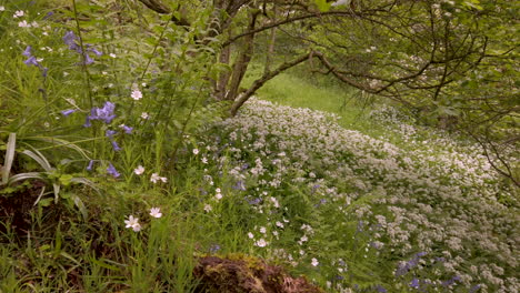 springtime scene in an english woodland with ferns, ramsons and bluebells covering the ground, panning shot