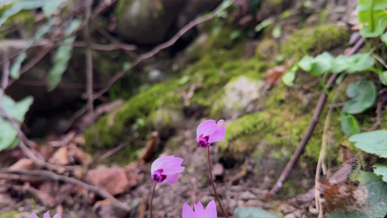 Close up view of Vibrant pink cyclamen flowers bloom in snowy Hyrcanian jungle blending autumn hues with winter frost peaceful seasonal transformation colorful petals contrast against forest landscape