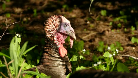 Wild-turkey-bird-sudden-head-raise--close-shot