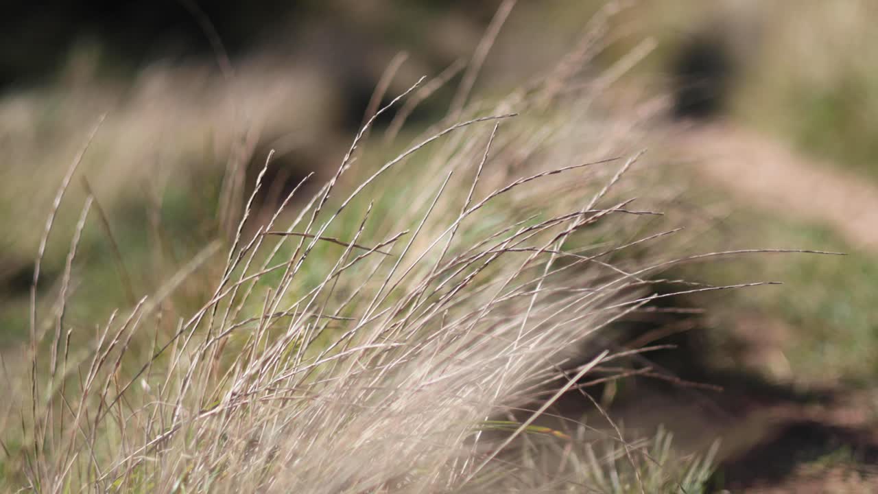 persona caminando a través de la hierba alta en el oeste de sussex