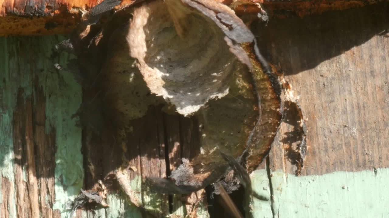 derribando el nido de avispas quemado con un palo