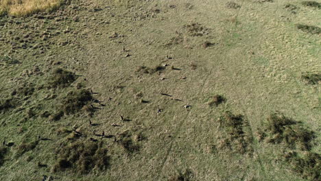 Static-aerial-perspective-of-kangaroos-grazing-in-open-landscape-below