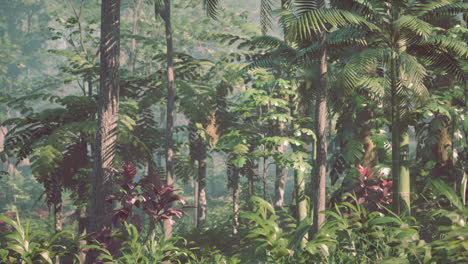 lush tropical rainforest