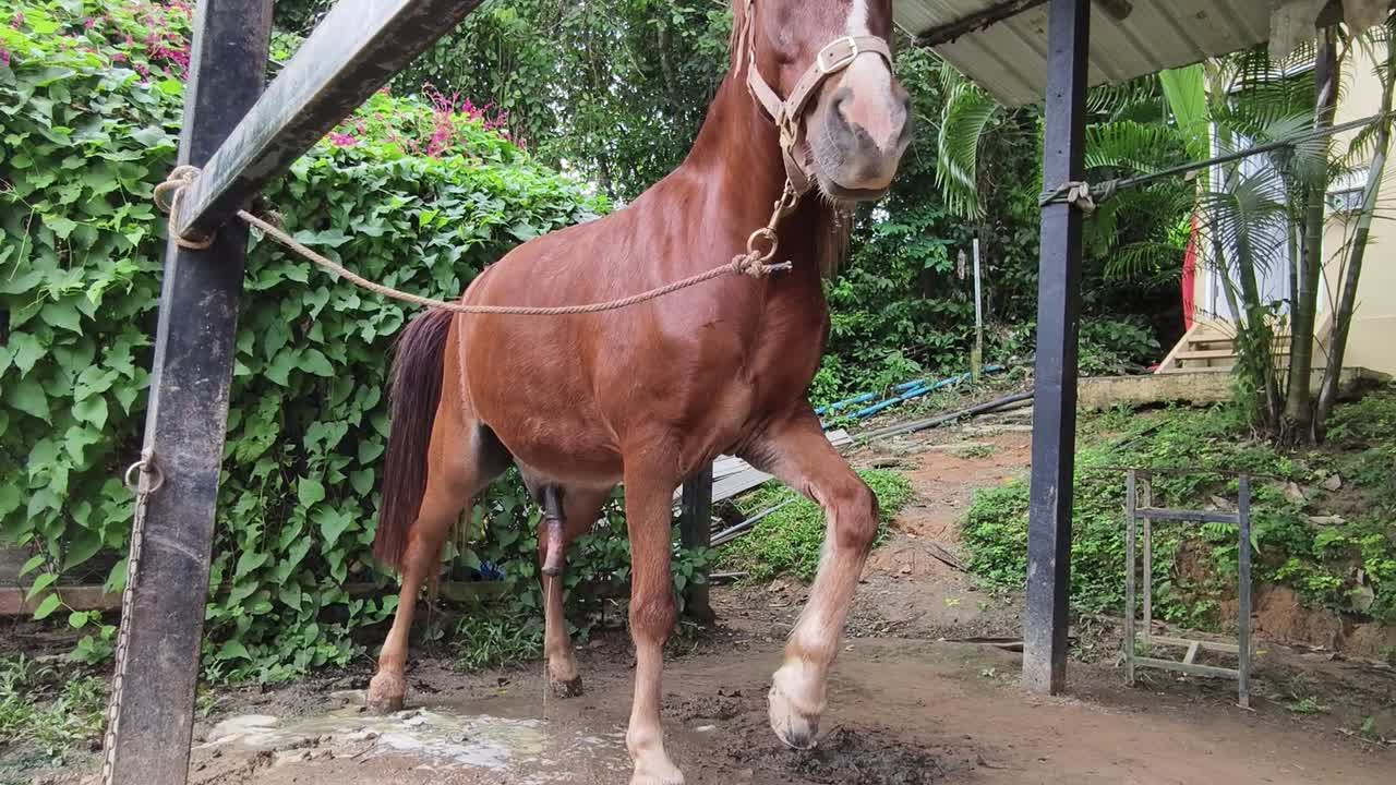caballo marrón en un establo