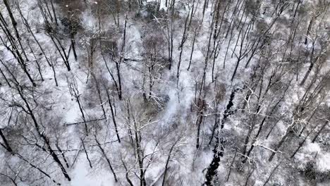 search-and-rescue,-winter-in-wilderness,-treetops-in-blue-ridge-mountains-near-boone-nc