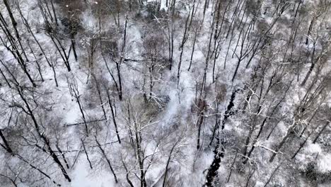 búsqueda y rescate, invierno en el desierto, copas de árboles en las montañas blue ridge cerca de boone nc