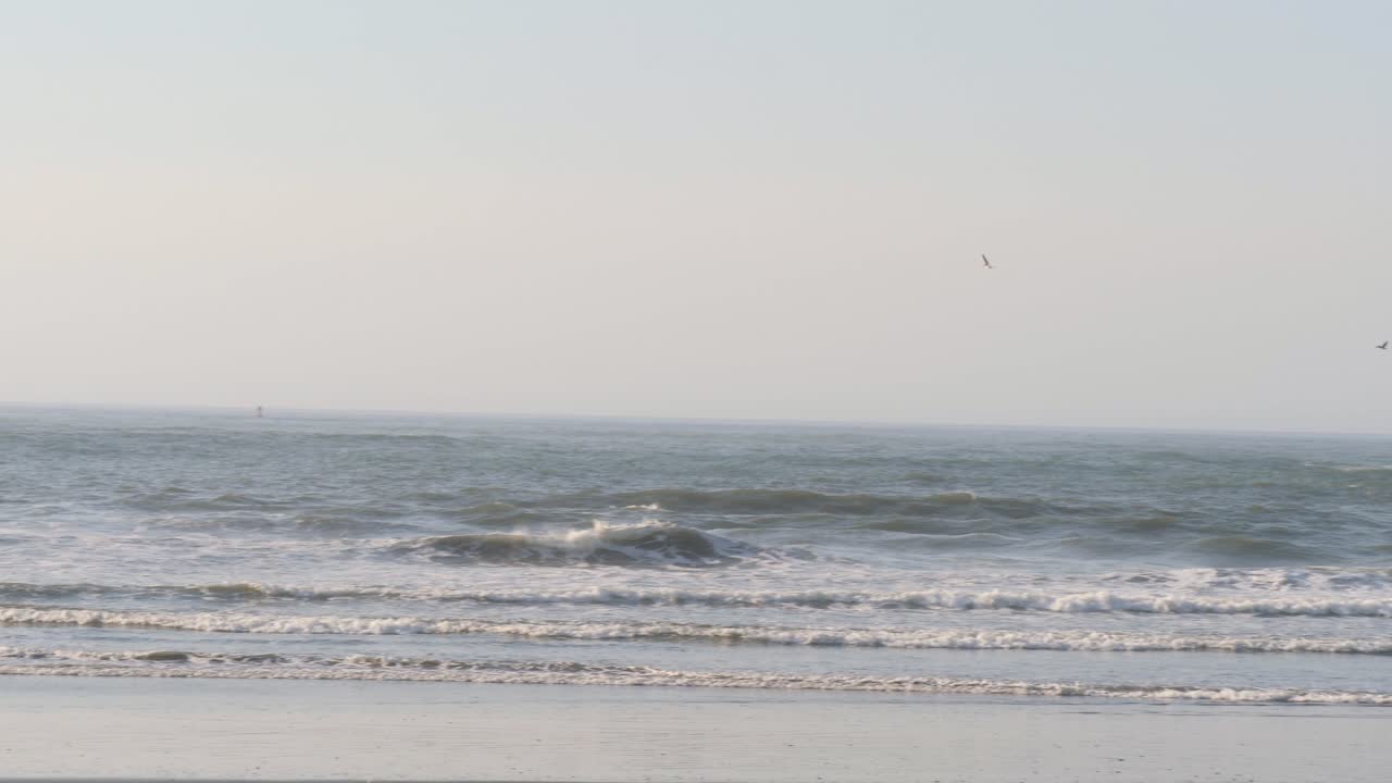 큰 새가 오레곤의 장엄한 해변 위로 날아갑니다.