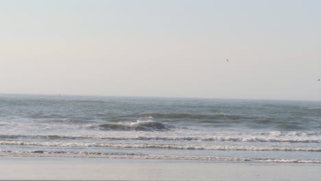 a large bird flies over the majestic beach in oregon