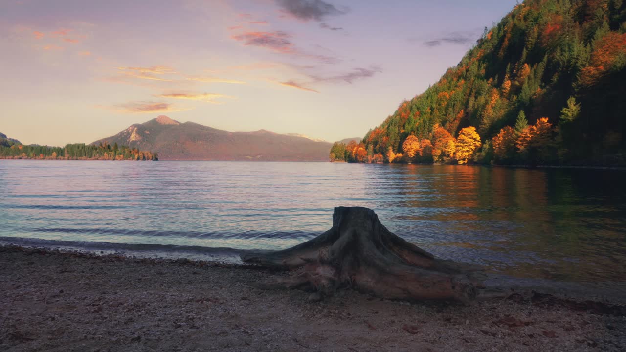 Cinemagraph av en trädstubbe på Walchensee-stranden med höstskog, berg och rörligt sjövatten