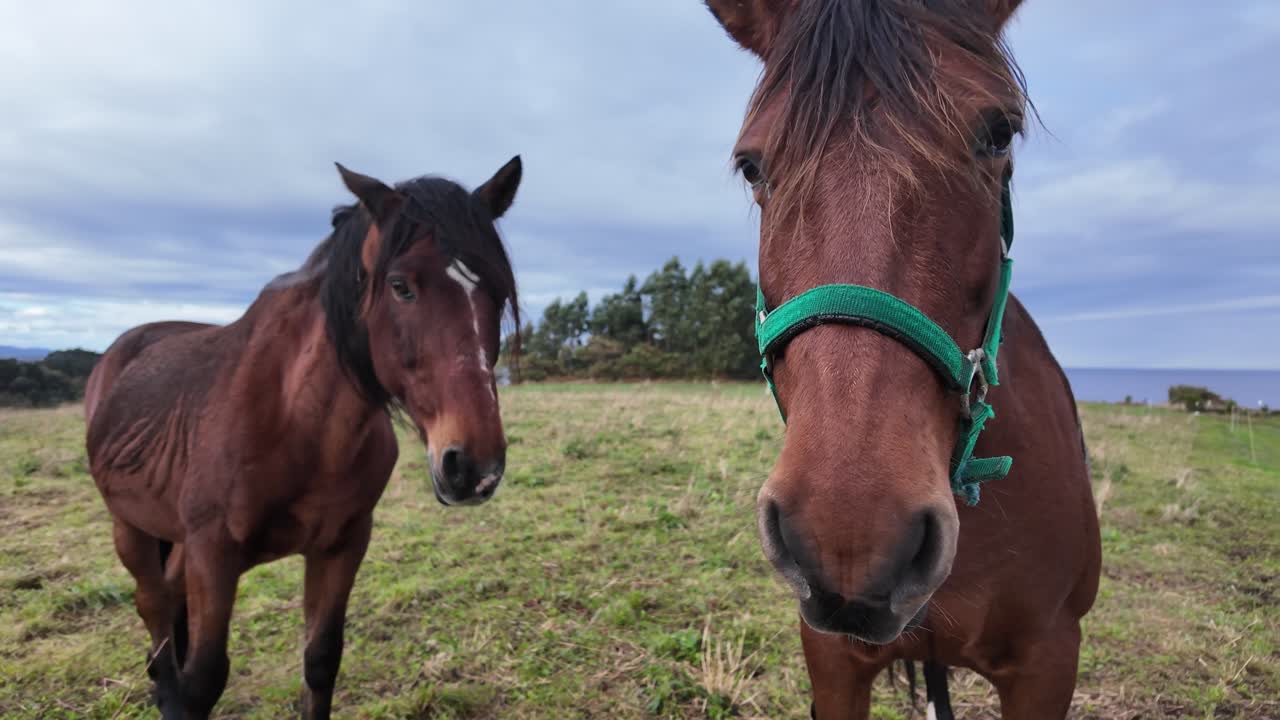 Two horses standing calmly in a rural field during a slow-motion moment
