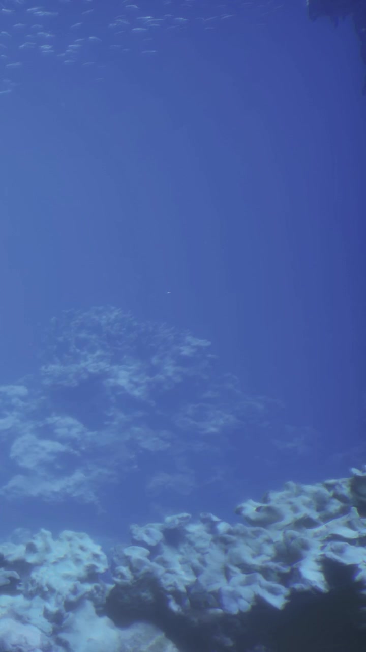 Vista submarina de vida marina y rocas en el agua azul del océano al mediodía
