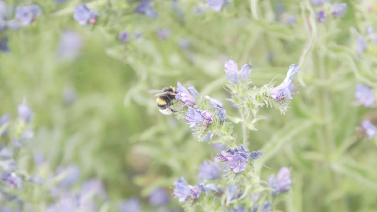 Bumble Bees working in nature.