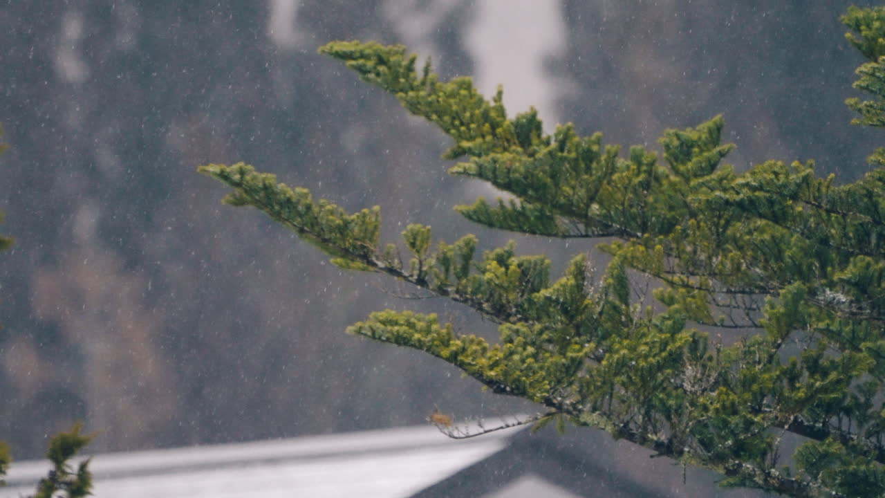 눈 아래 전나무 가지가 겨울에 일본 기후의 시골에 떨어진다